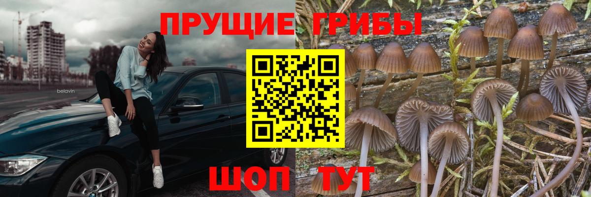 Ачхой-Мартан  Галлюциногенные грибы GOLDEN TEACHER  Вход с VPN 